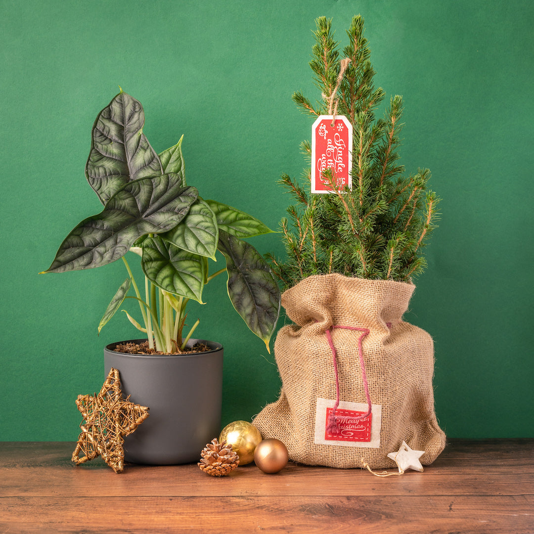 The 2023 gift guide for houseplant lovers