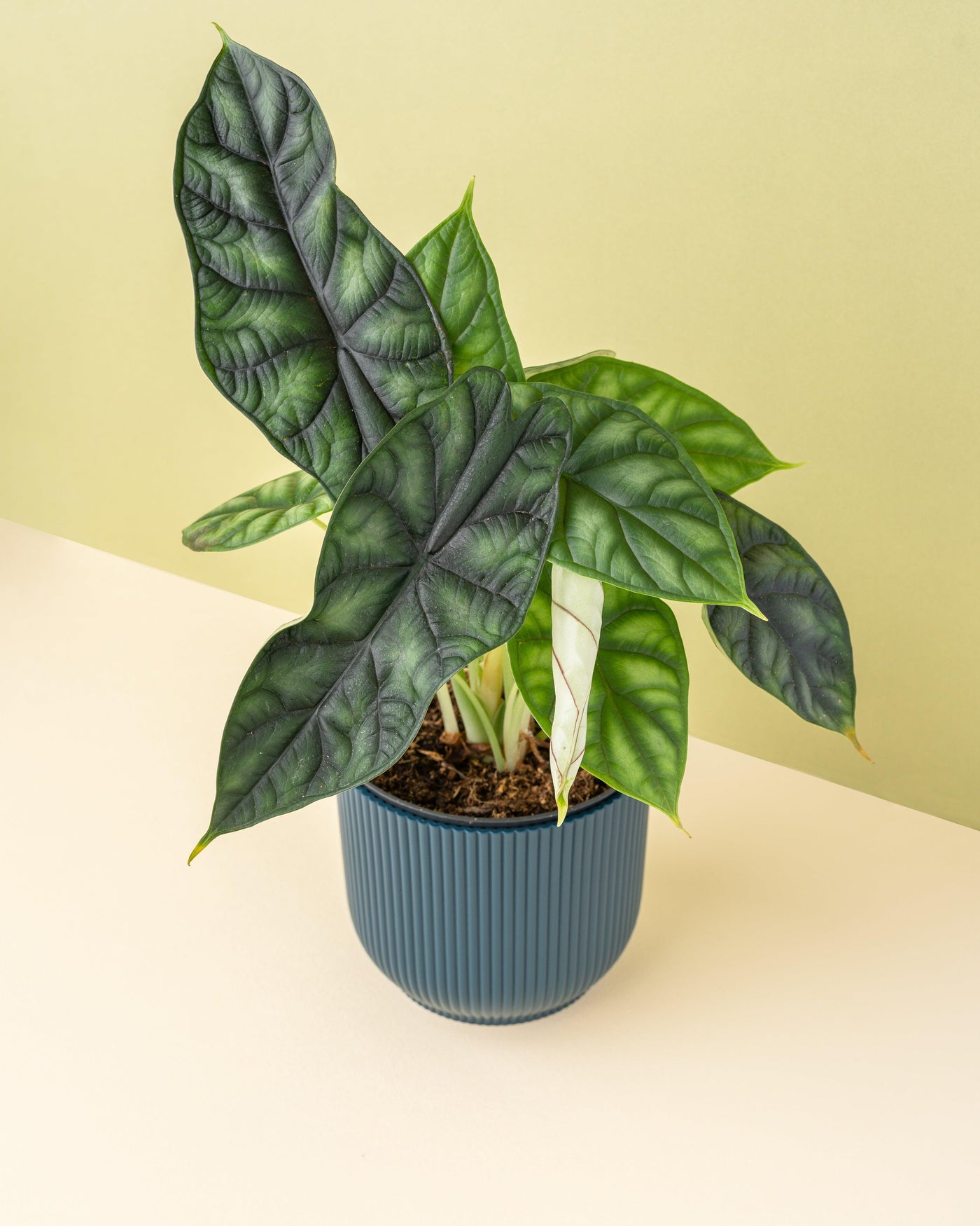 Our Top 5 Black Friday Plant Picks! - House of Kojo