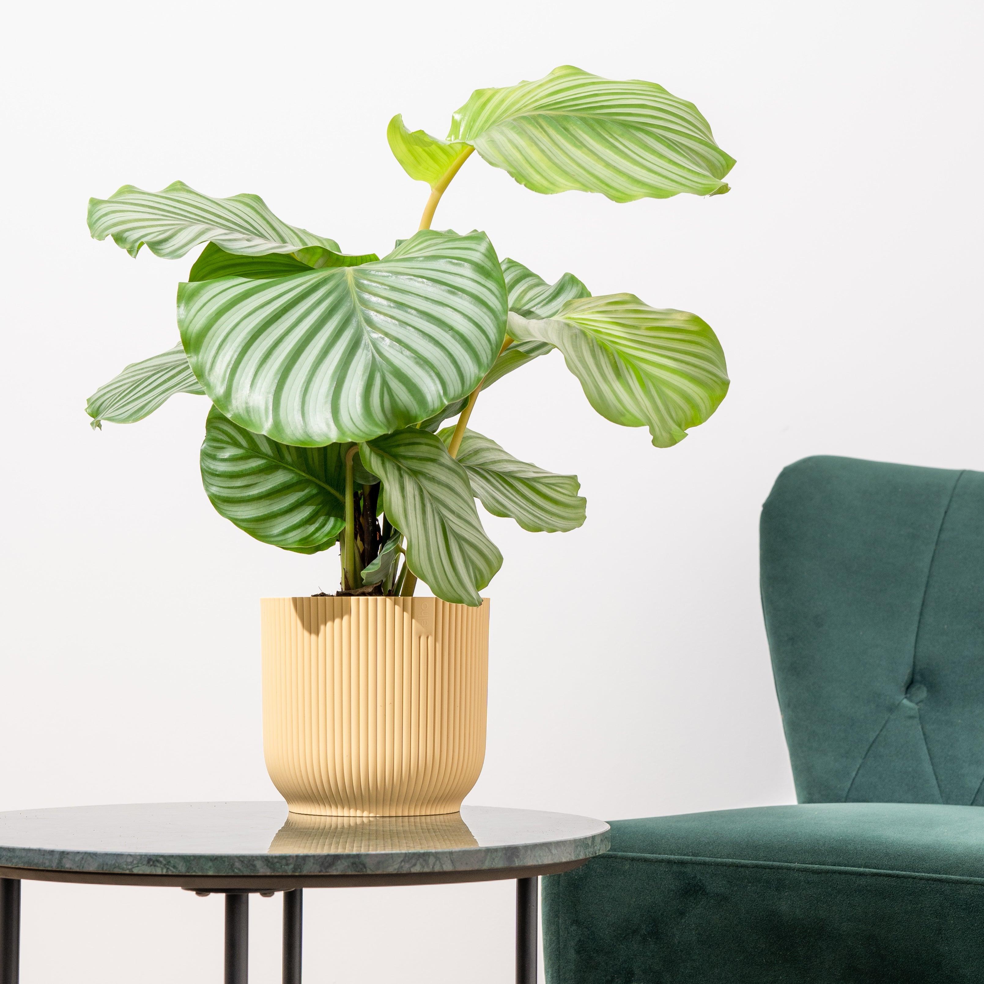 Calathea Care Guide | House of Kojo