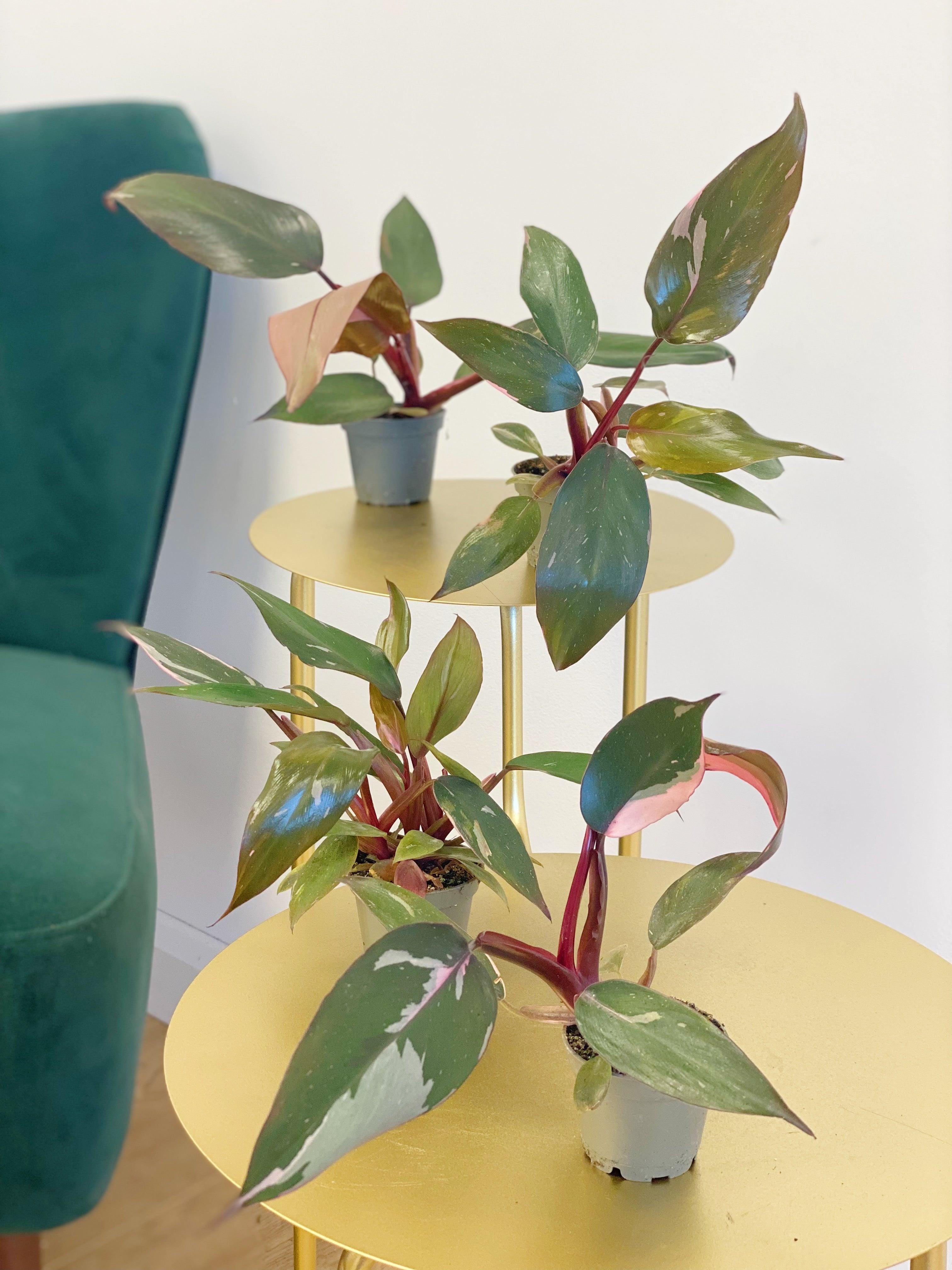Pretty in Pink - Philodendron Pink Princess Care Guide | House of Kojo