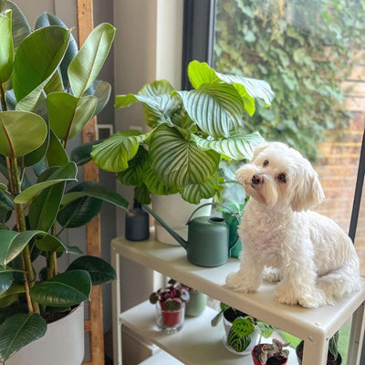 Five houseplants you didn't know were pet friendly!
