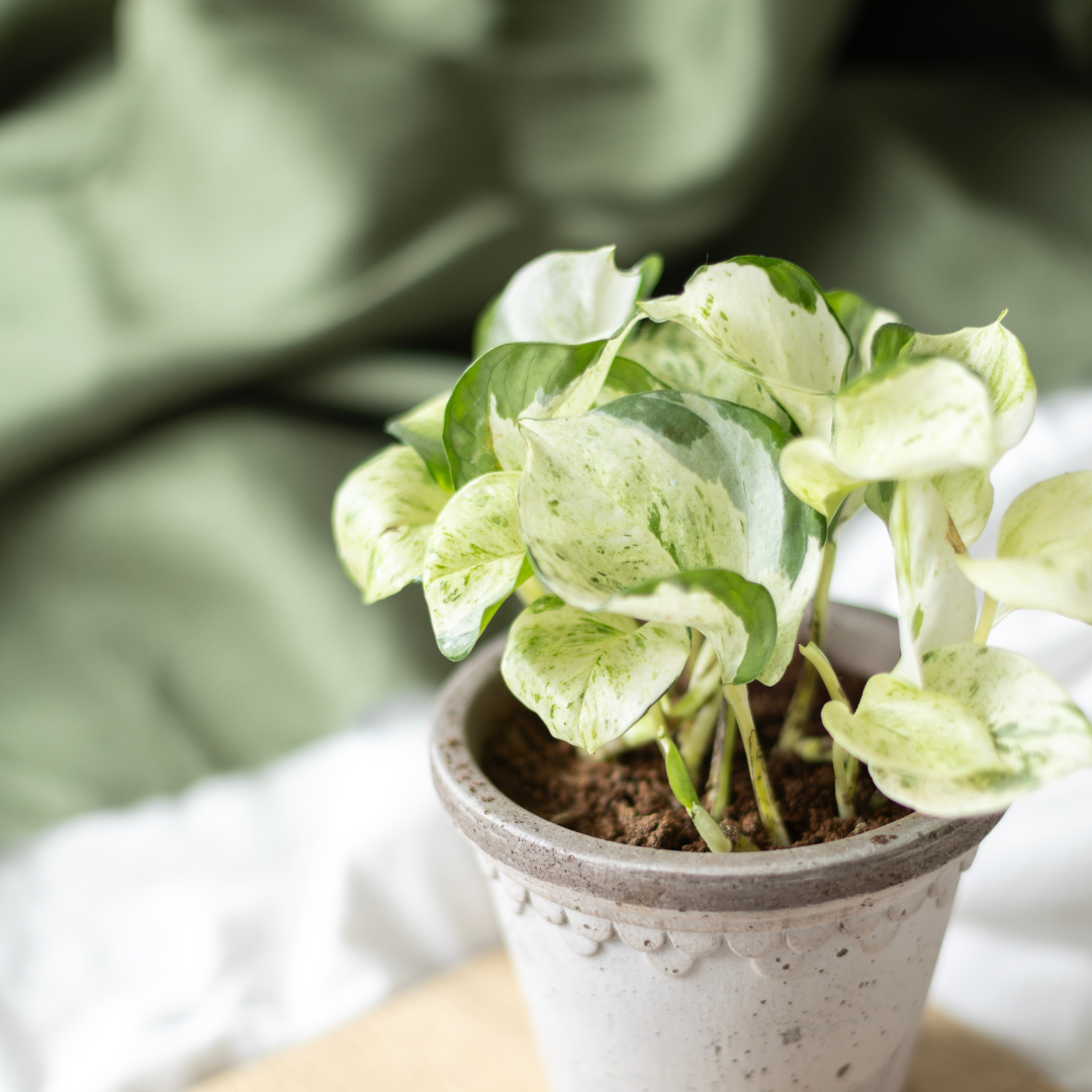What soil is best for my houseplant? | House of Kojo