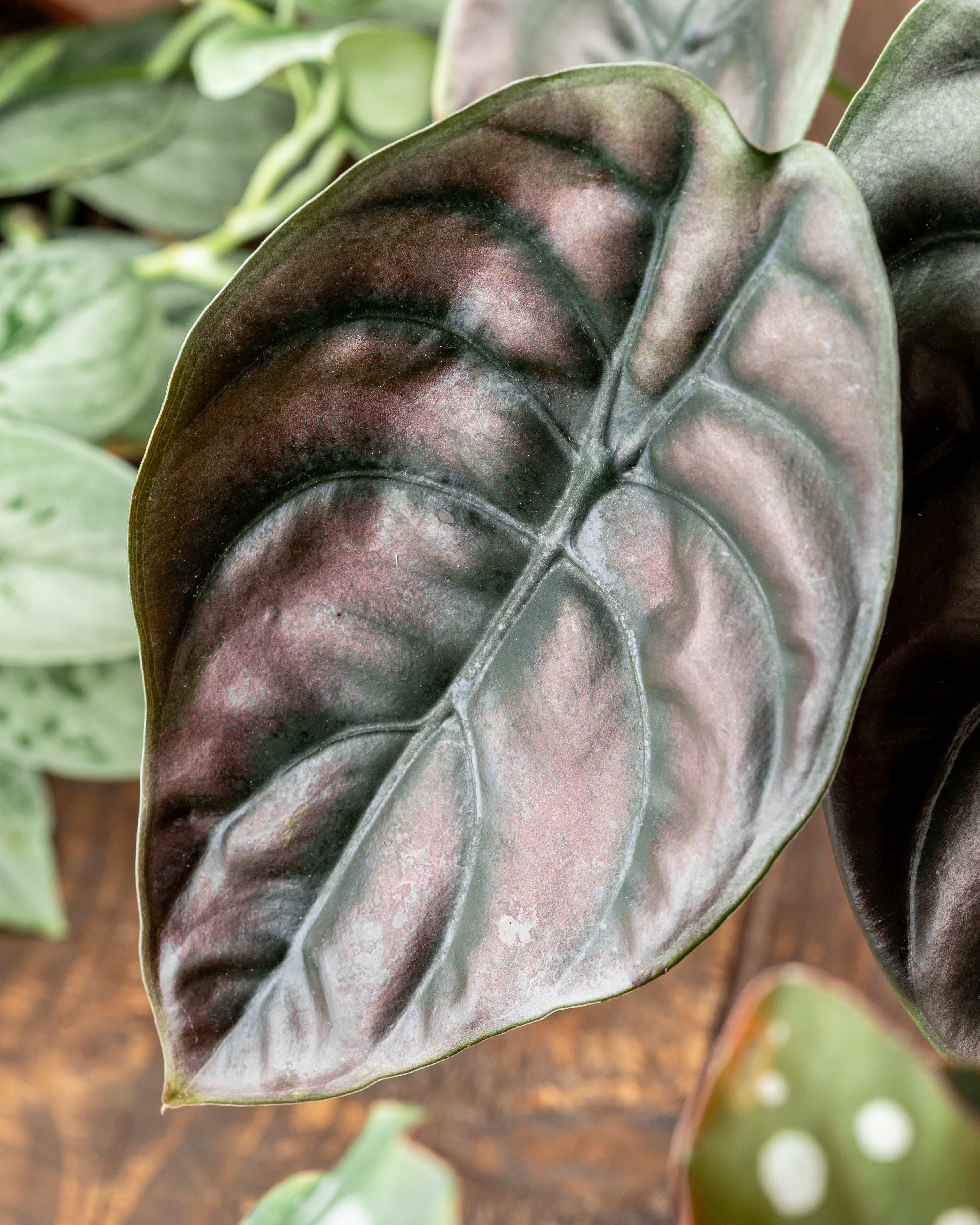 Black Houseplants | House of Kojo