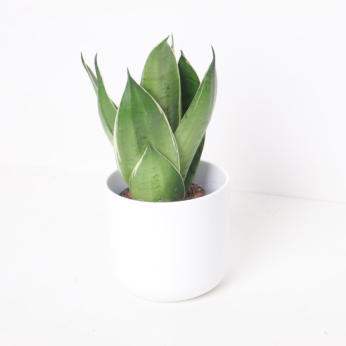 Sansevieria 'Night Owl' - House of Kojo