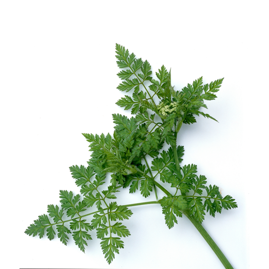 Anise Seeds - House of Kojo