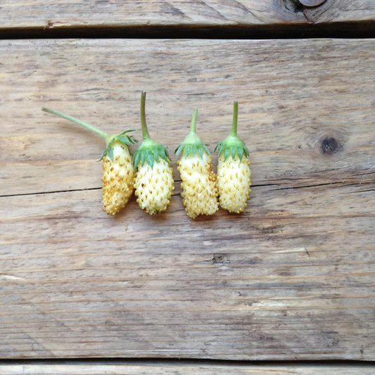 Alpine Strawberry 'White Soul' Seeds - House of Kojo