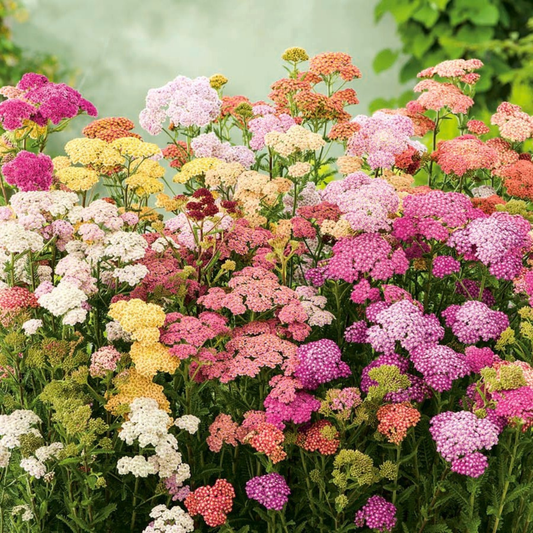 Yarrow 'Colorado Mix' Seeds - House of Kojo