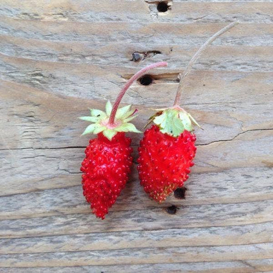 Alpine Strawberry 'Baron Solemacher' Seeds - House of Kojo