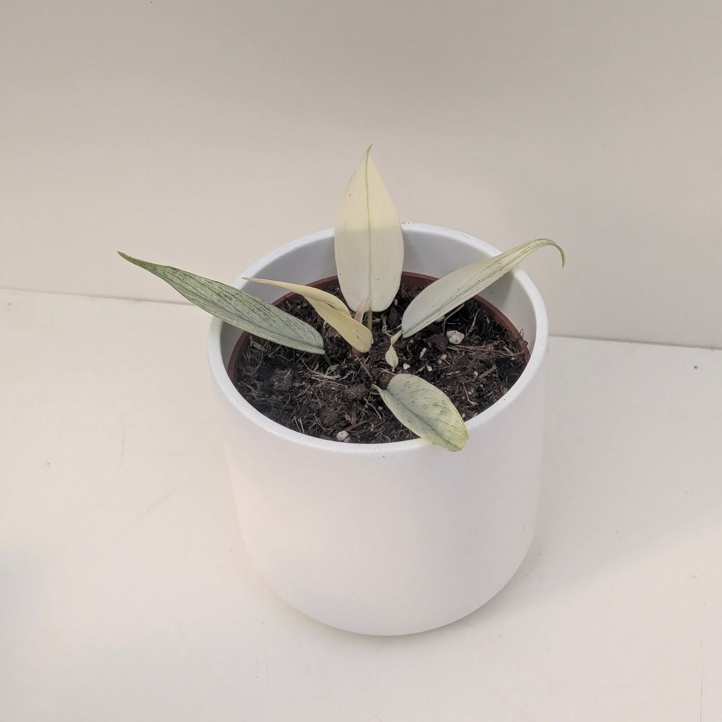 Philodendron Florida Ghost - House of Kojo