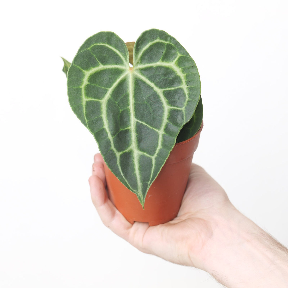 Anthurium 'King of Clarinervium' - House of Kojo