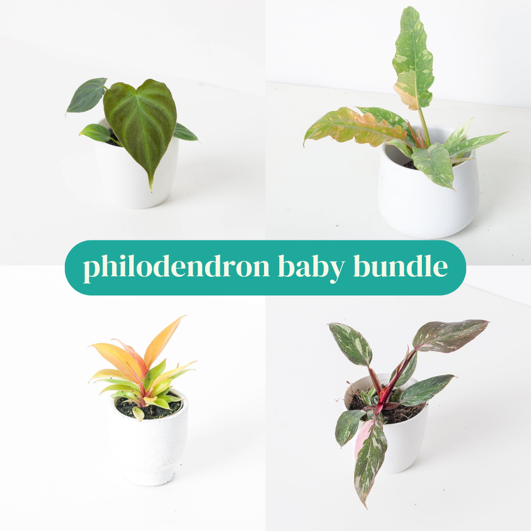 philodendron babies Philodendron Baby Bundle
