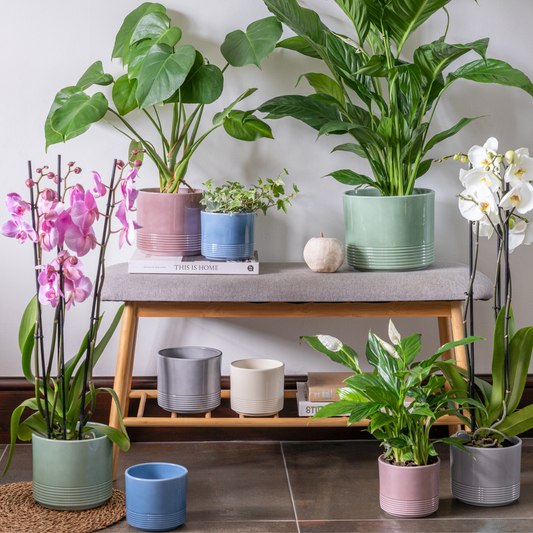 Munich Cream Gloss Pot - House of Kojo
