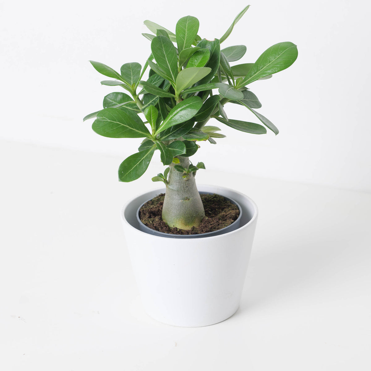 Adenium Obesum | Desert Rose - House of Kojo