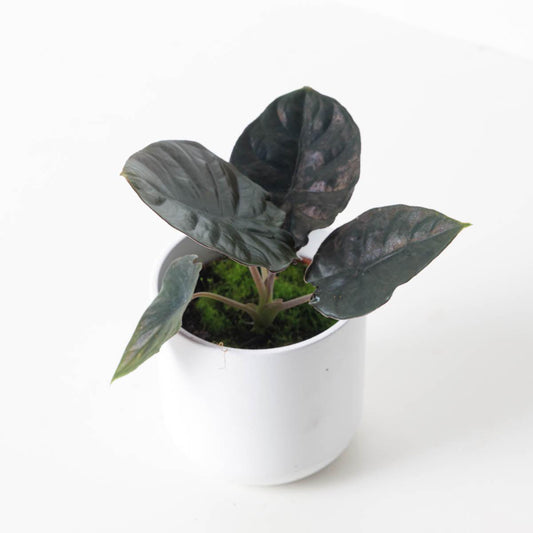 Alocasia Infernalis 'Black Magic' - House of Kojo