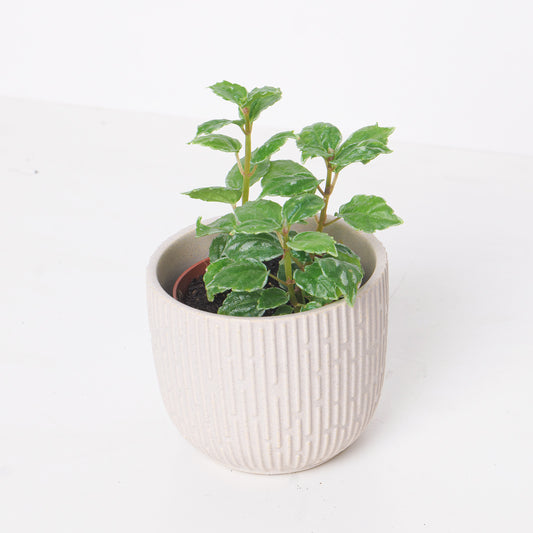 Pilea Cadierei | Aluminum Plant - House of Kojo