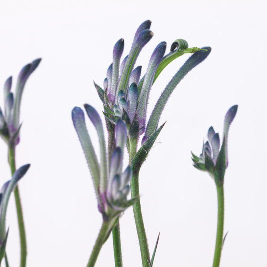 Angiozanthos Masquerade | Blue Kangaroo Paw - House of Kojo
