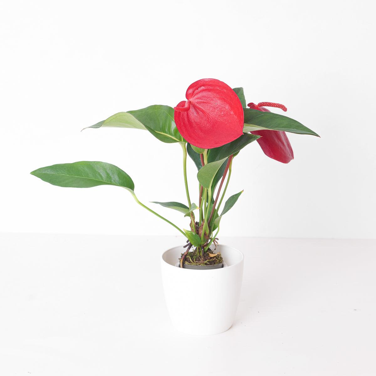 anthurium schezerianum Anthurium scherzerianum 'Red'