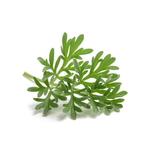 Wormwood (Artemisia absinthium) Seeds - House of Kojo