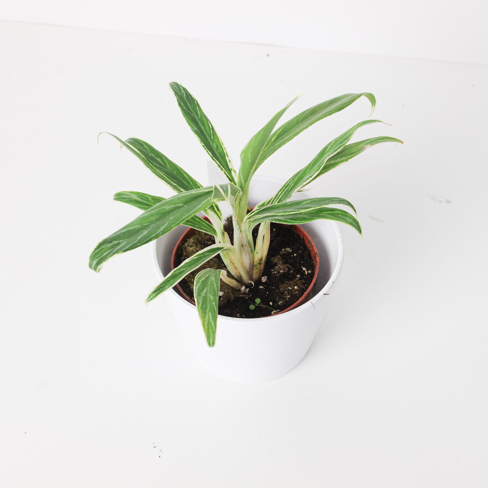 bamboo aglaonema Aglaonema 'Bamboo'