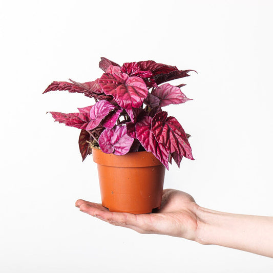 Begonia 'Inca Flame' - House of Kojo