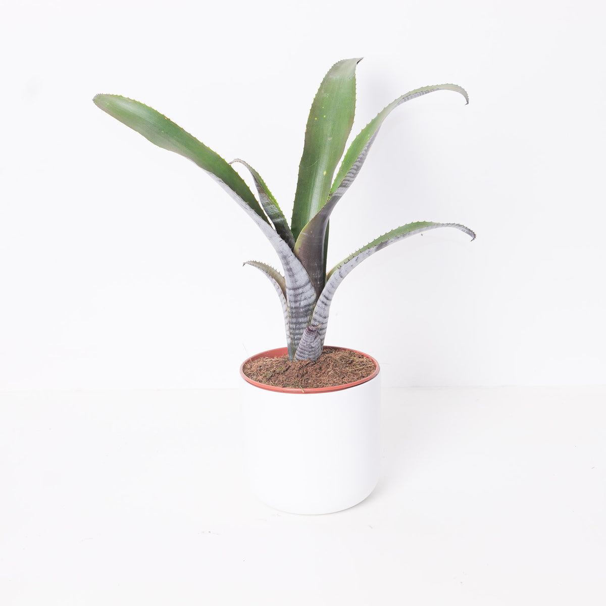Billbergia vittata - House of Kojo