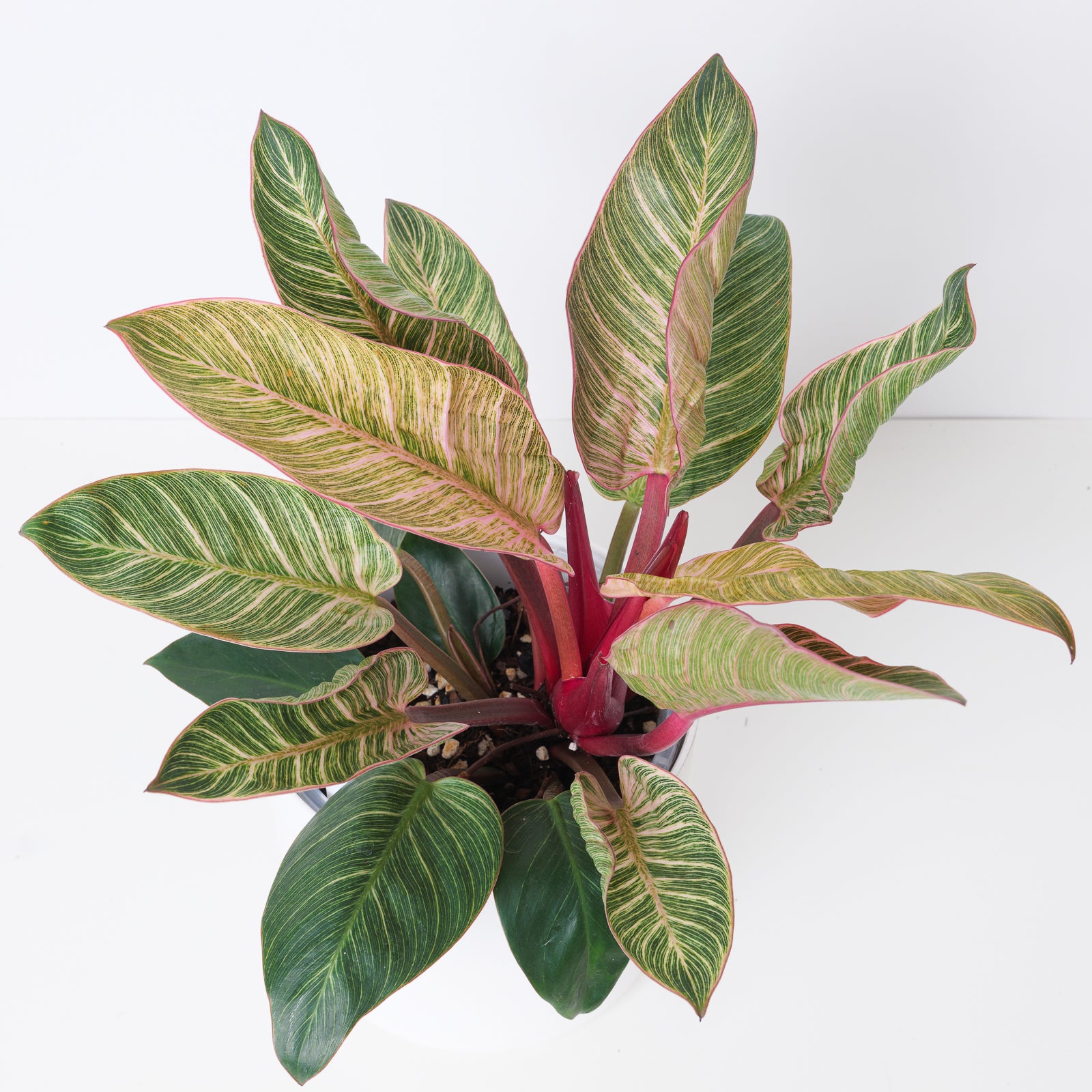 18+ Pink House Plant Philodendron Birkin Pink | Indoor Plants and Accessories – House of Kojo
