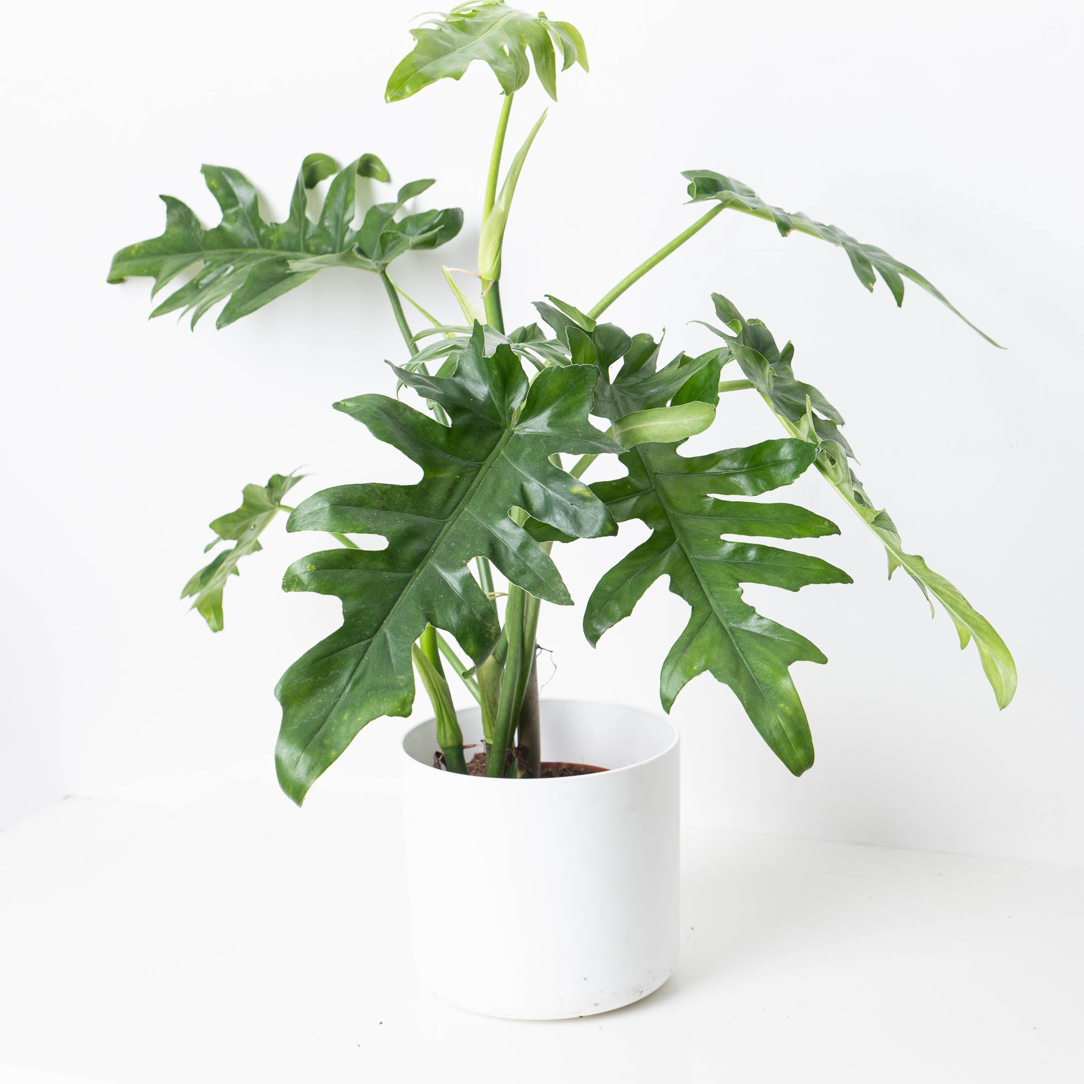 philodendron bobcee Philodendron Bob Cee