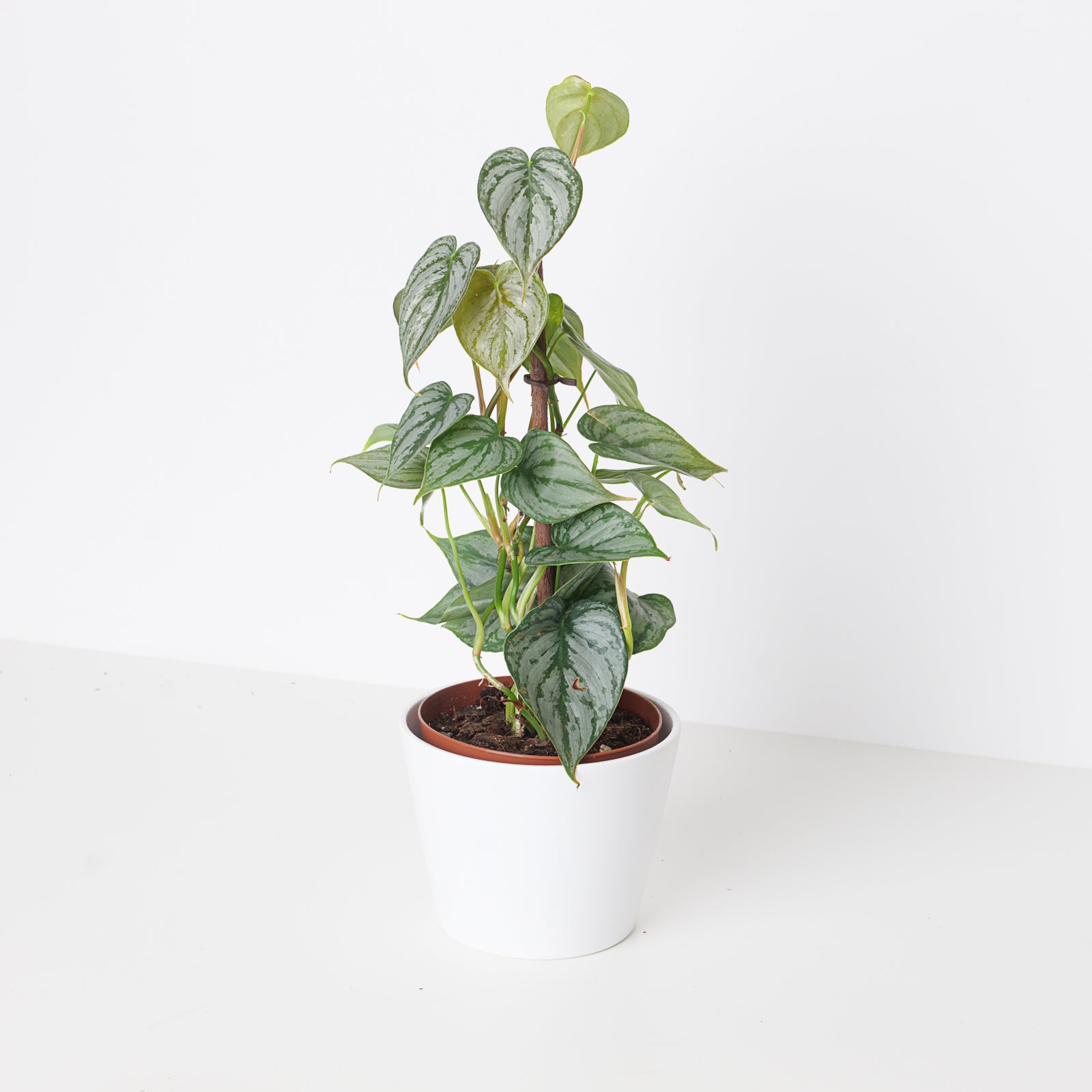 philodendron brandtianum care Philodendron Brandtianum