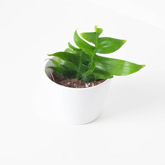 Ephiphyllum Chrysocardium | Fernleaf Cactus - House of Kojo