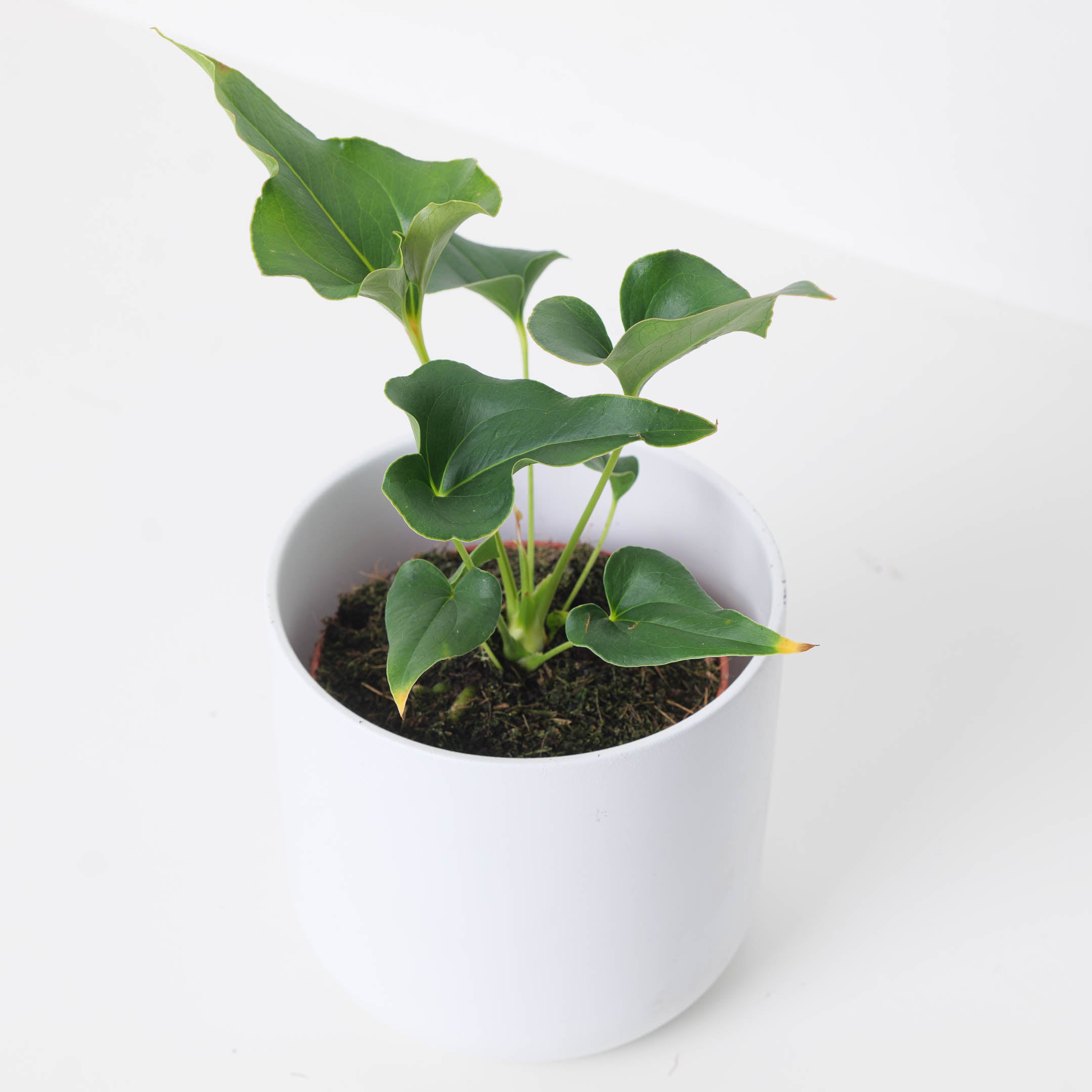 Anthurium × ferrierense 'Crisped'