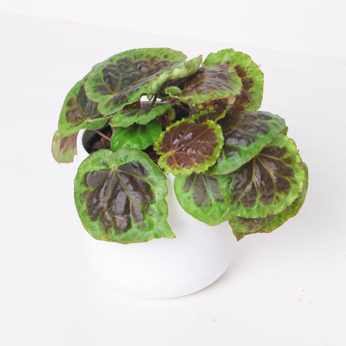 Begonia dongoranensis - House of Kojo