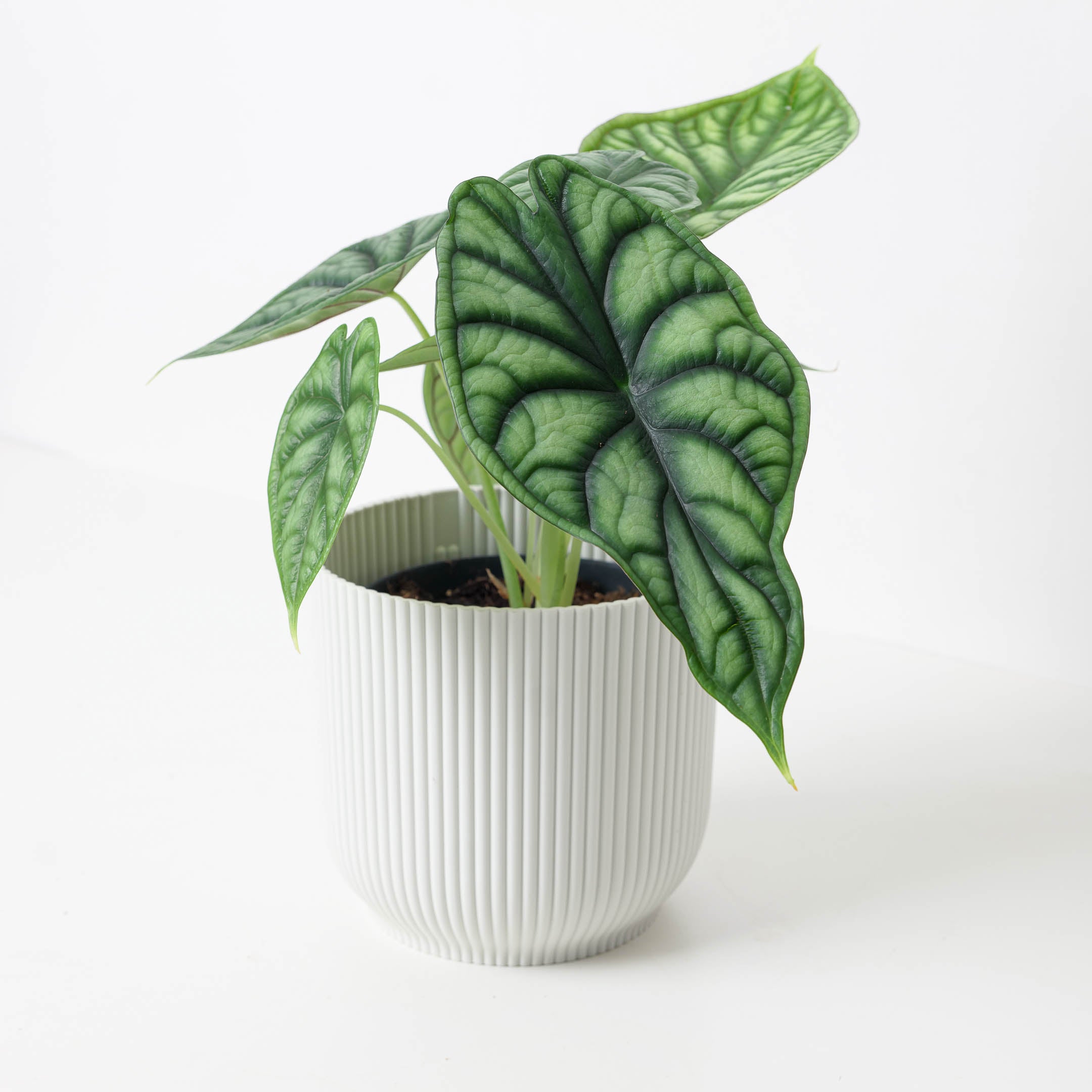 philodendron dragon scale Alocasia Dragon Scale