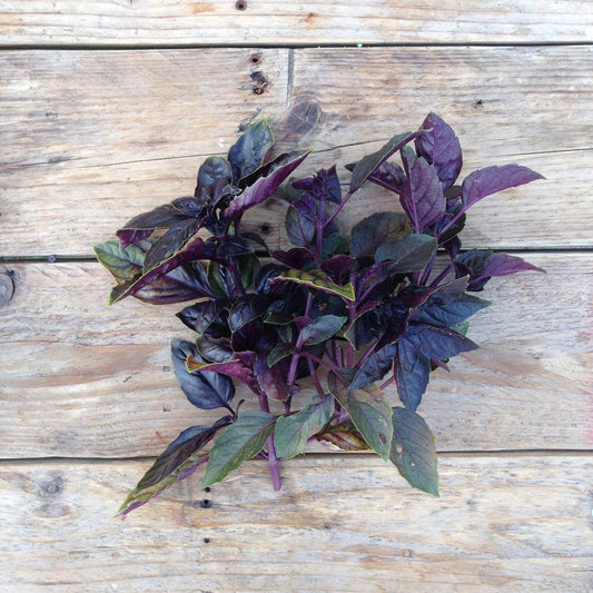 Basil 'Red Rubin' Seeds - House of Kojo