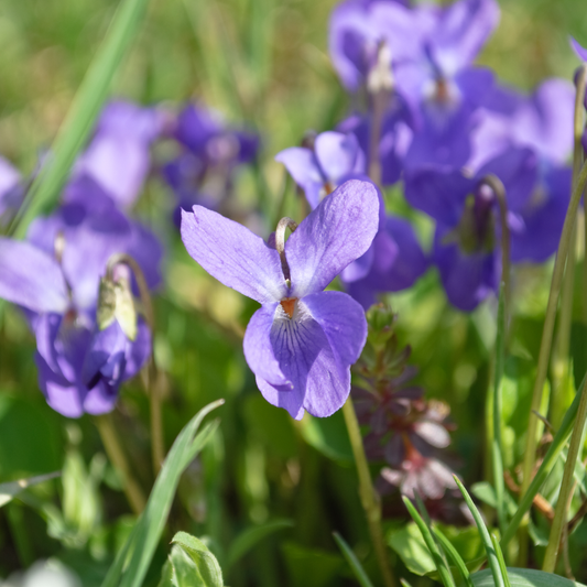 Sweet Violet 'Queen Charlotte' Seeds - House of Kojo