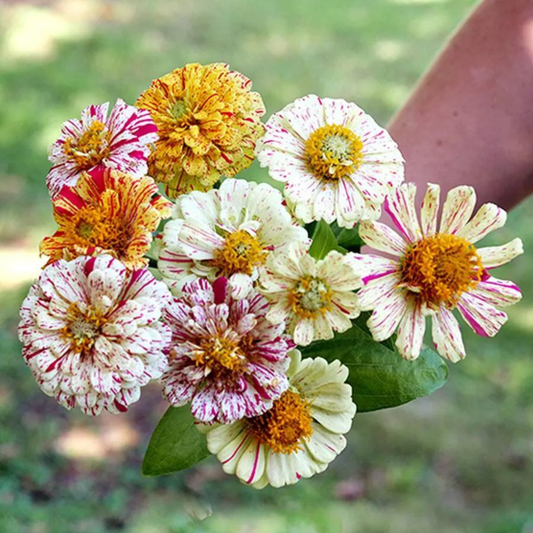 Zinnia 'Peppermint Stick' Seeds - House of Kojo