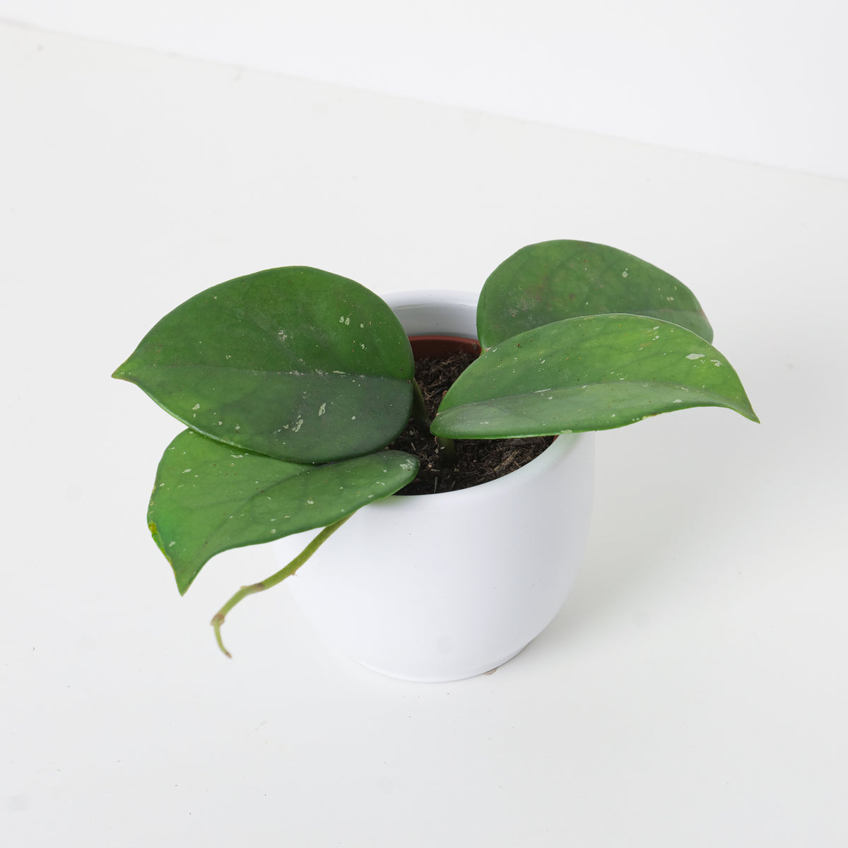 Hoya Carnosa Freckled ’Splash’ - House of Kojo