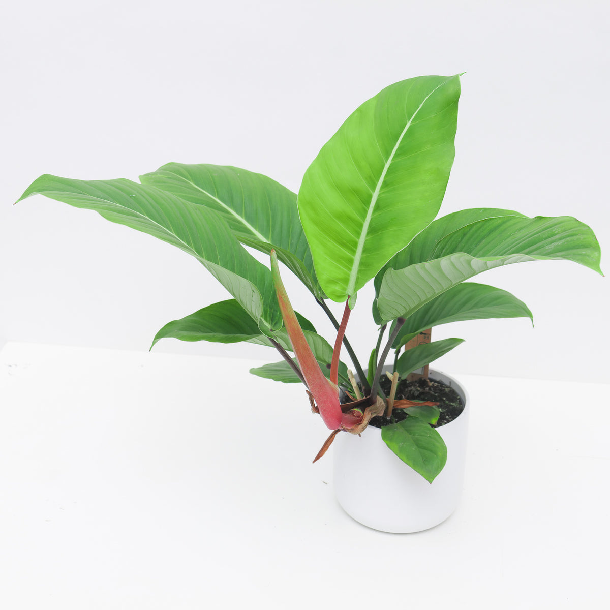 Philodendron geniculatum 'Jet Streak' - House of Kojo