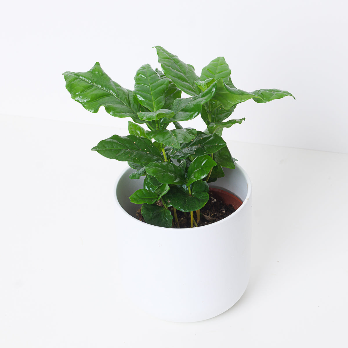 Coffea arabica | Arabian Coffee Plant - House of Kojo