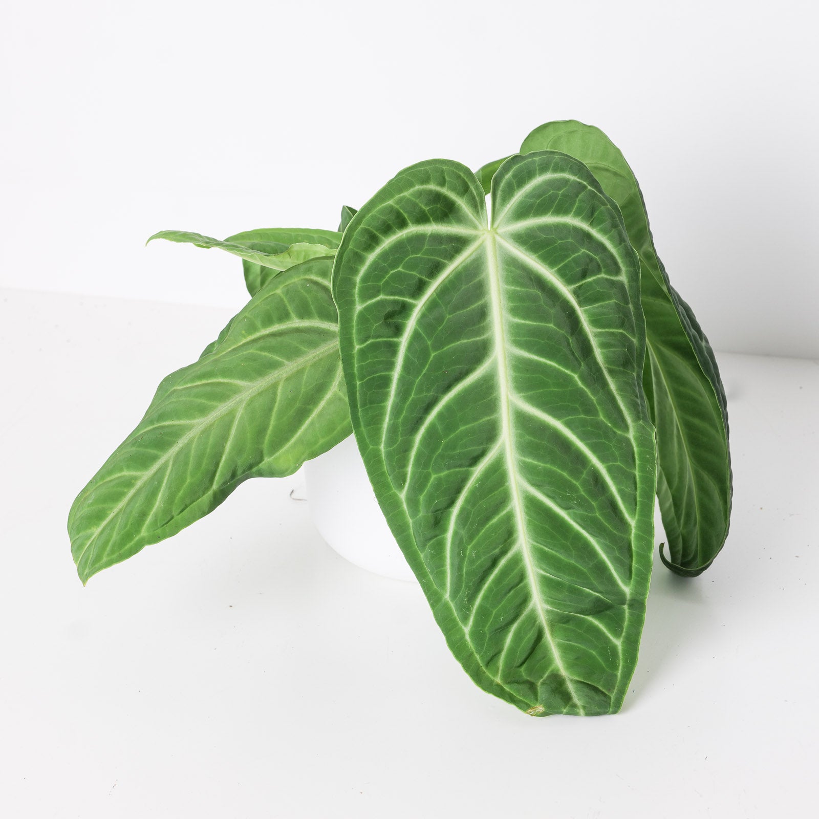 anthurium villenaorum care Anthurium villenaorum