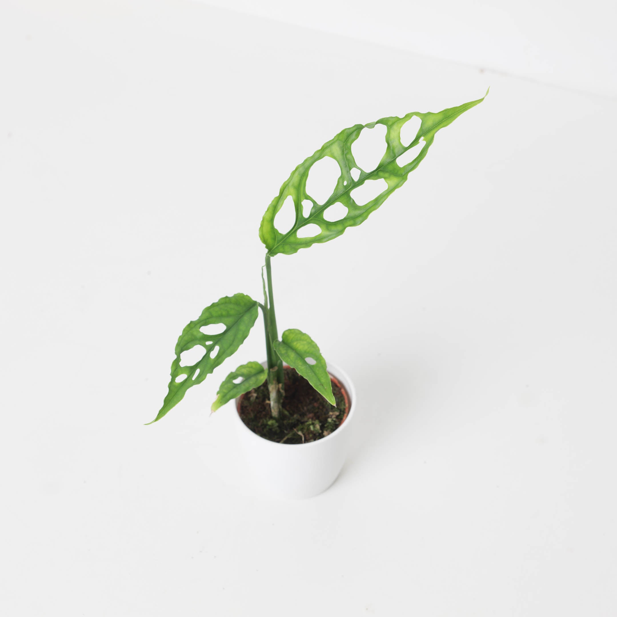 philodendron obliqua peru Monstera obliqua 'Peru Form'
