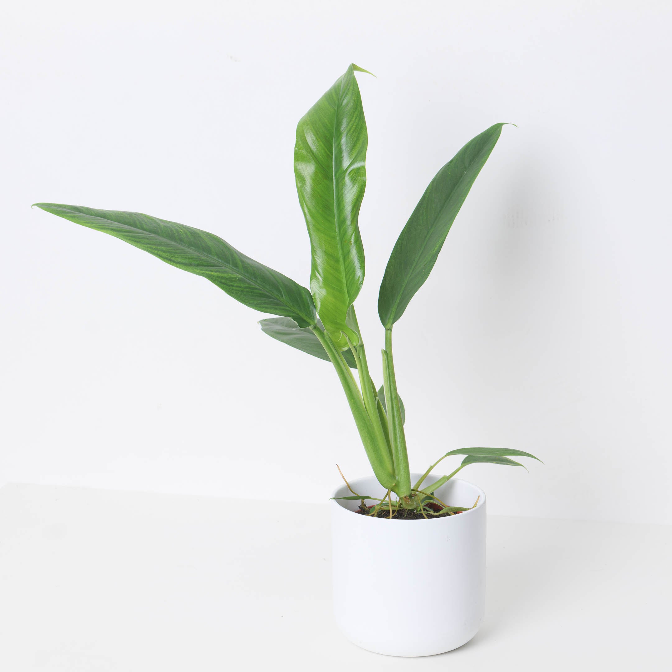 philodendron holtonianum for sale Philodendron holtonianum