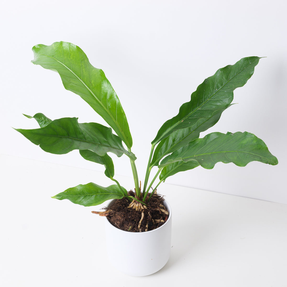Anthurium hookeri - House of Kojo
