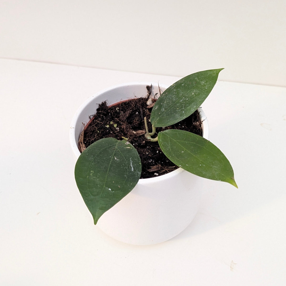 Hoya sp Timor - House of Kojo