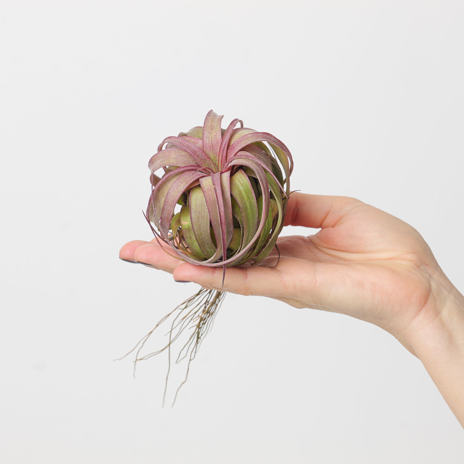 Tillandsia 'Eric Knobloch' | Tillandsia brachycaulos x Tillandsia  streptophylla Air Plant
