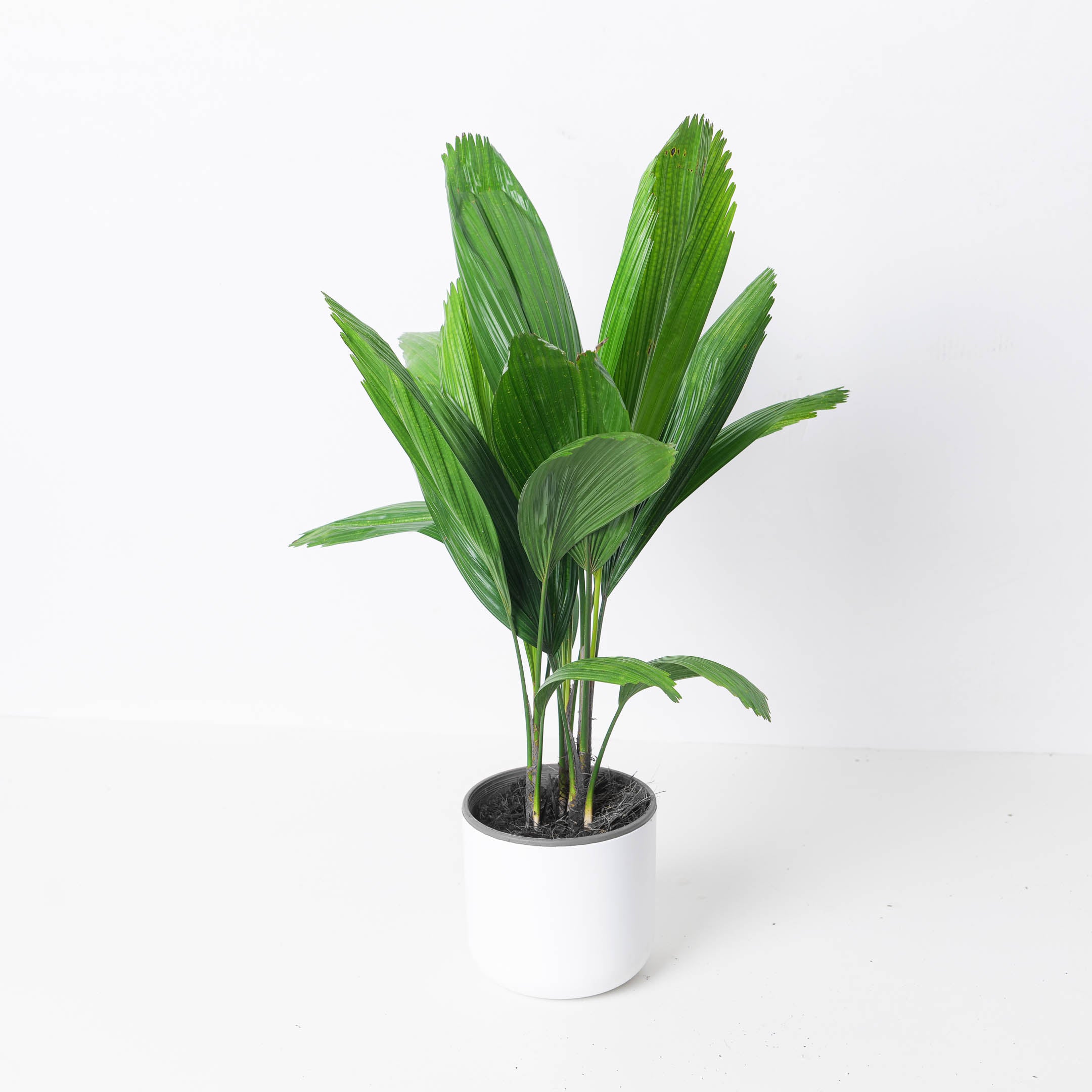 ruffled fan palm cats Licuala grandis | Ruffled Fan Palm
