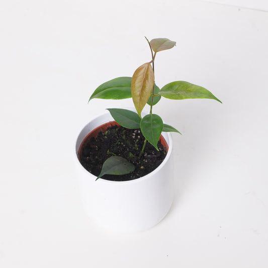 Hoya paziae philippines - House of Kojo