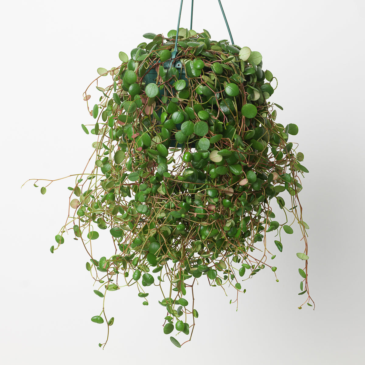 Peperomia Pepperspot - House of Kojo