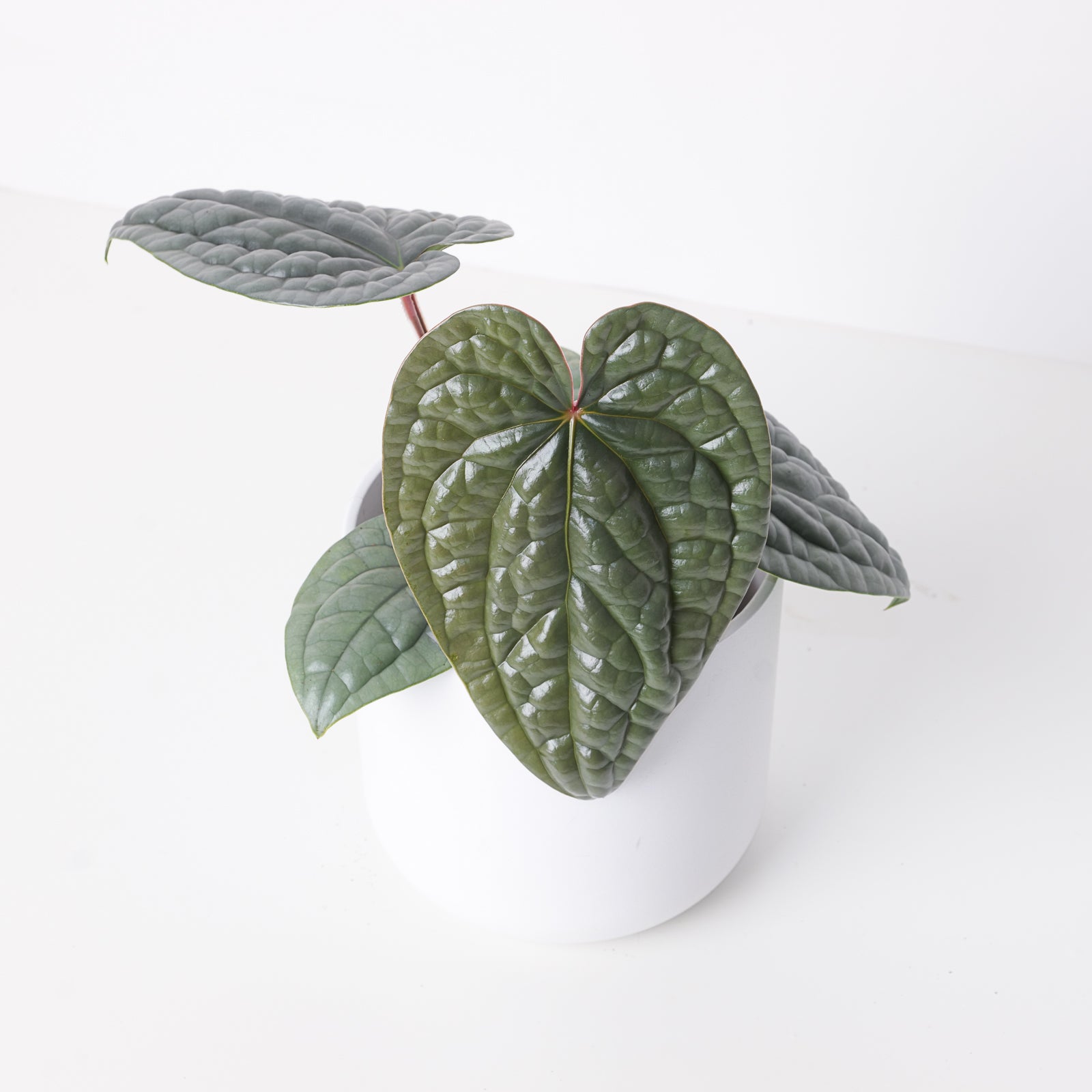anthurium lucens Anthurium luxurians 'Platinum'