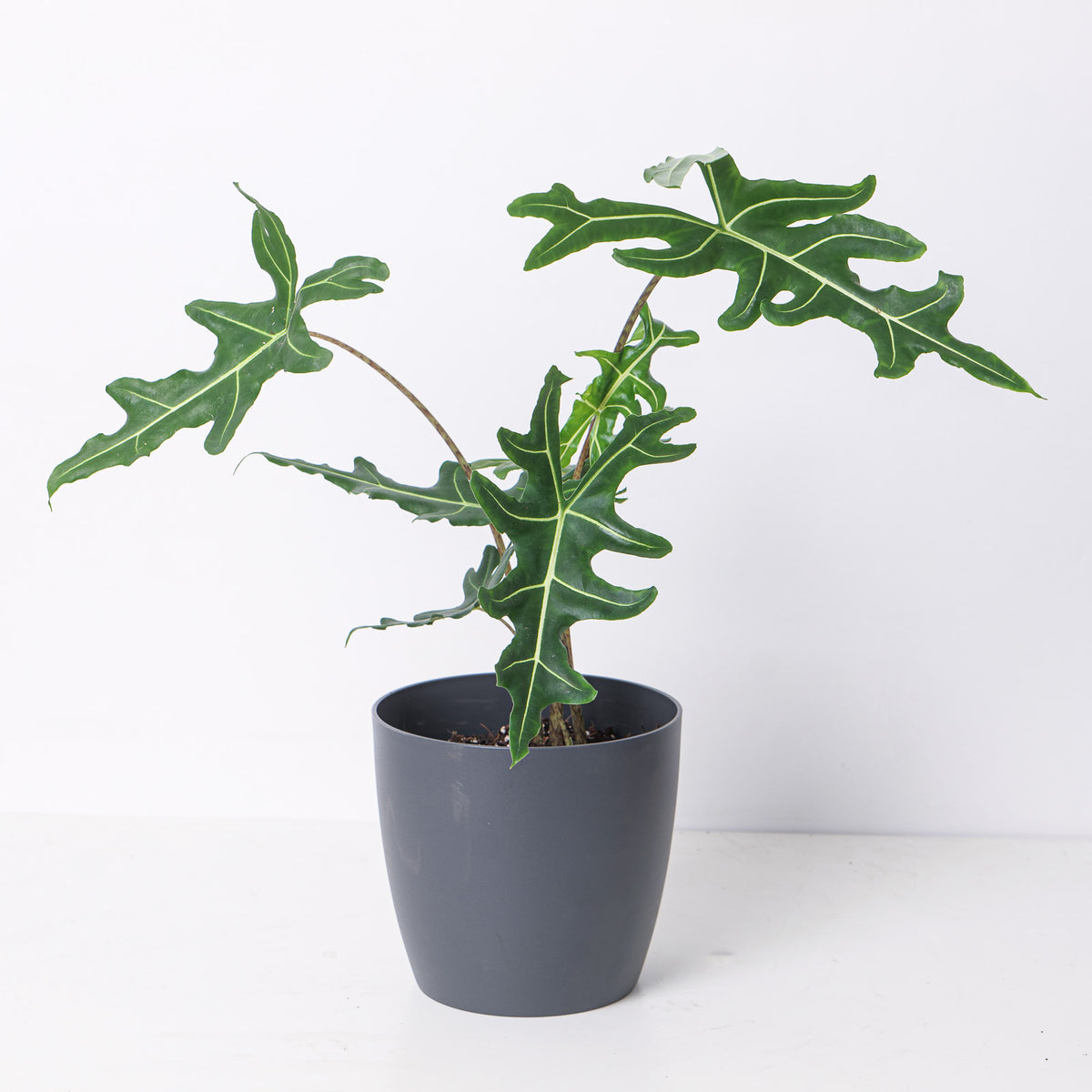 Alocasia portei 'Zebra' - House of Kojo