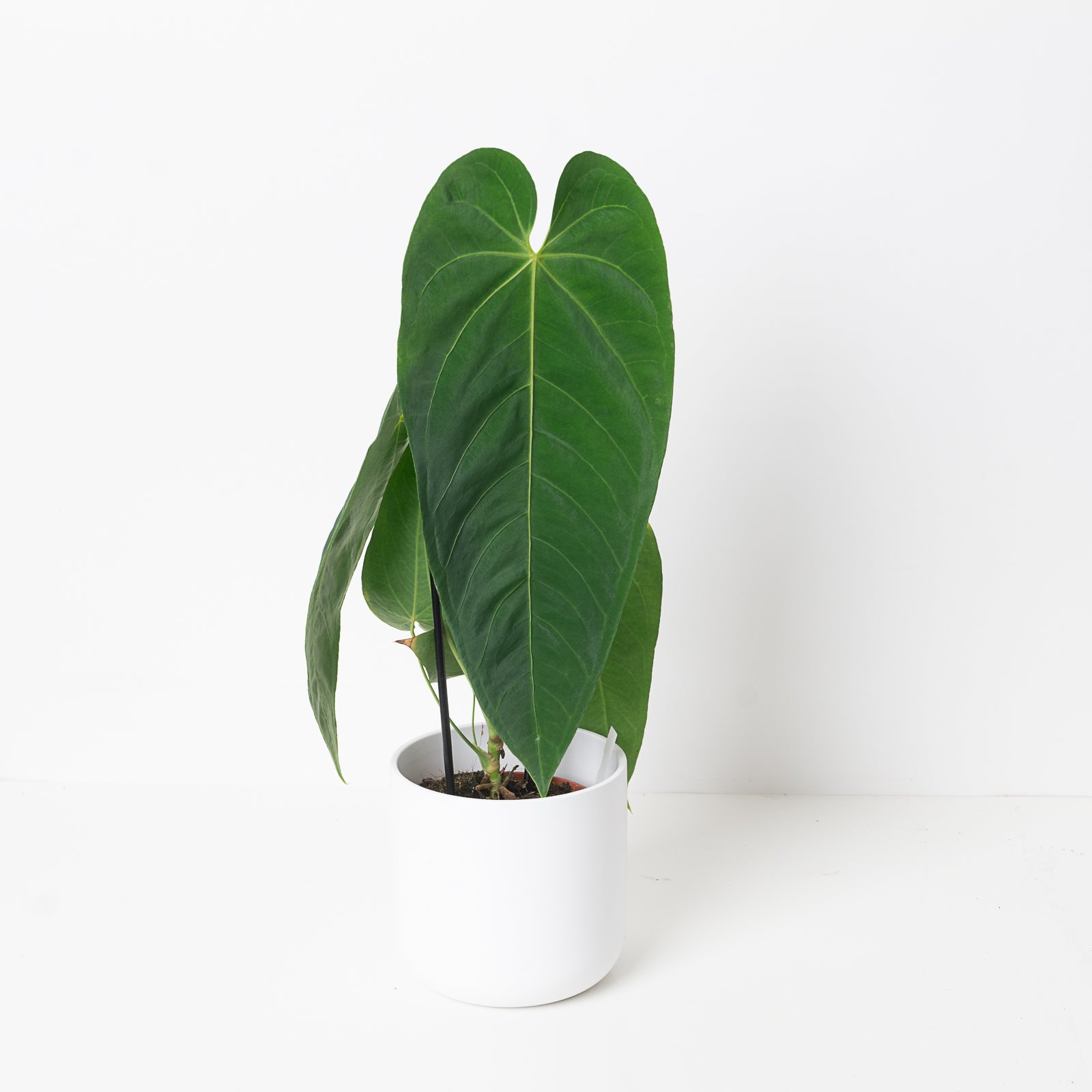 anthurium pronunciation Anthurium queremalense